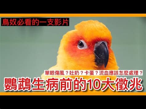 台湾风水 死掉的小鳥怎麼處理